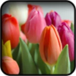 Logo of Tulips Wallpapers android Application 